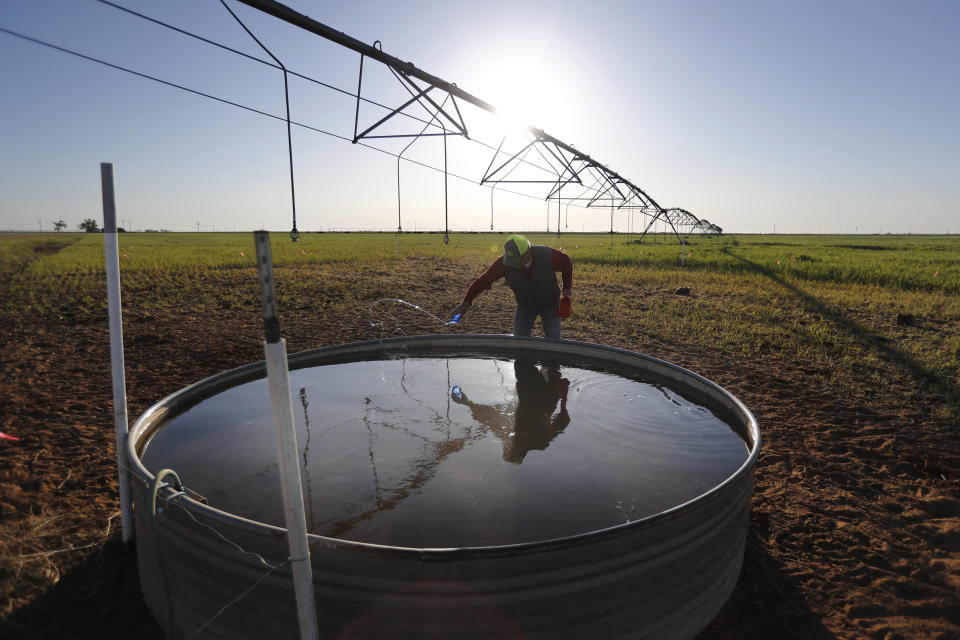 Tim Black tosses unscented laundry detergent into a stock tank at his Muleshoe, Texas, farm on Monday, April 19, 2021, to reduce bloating in his cattle. The longtime corn farmer now raises cattle and has planted some of his land in wheat and native grasses because the Ogallala Aquifer, used to irrigate crops, is drying up. (AP Photo/Mark Rogers)