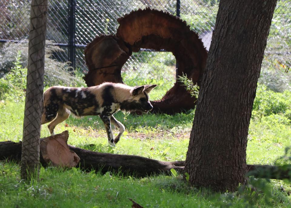 Franklin Park Zoo welcomes 2 African painted dogs