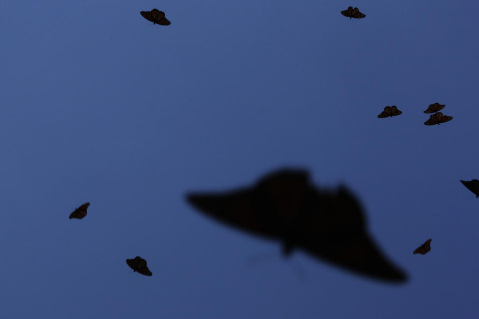 Monarch butterflies fly in the Amanalco de Becerra sanctuary, on the mountains near the extinct Nevado de Toluca volcano, in Mexico, Thursday, Feb. 14, 2019. The Monarch butterflies arrive in central Mexico usually around the first week of November, after their yearly 4000-kilometer (some 2500 miles) migration from Canada and the United States, and begin their return around March. (AP Photo/ Marco Ugarte)