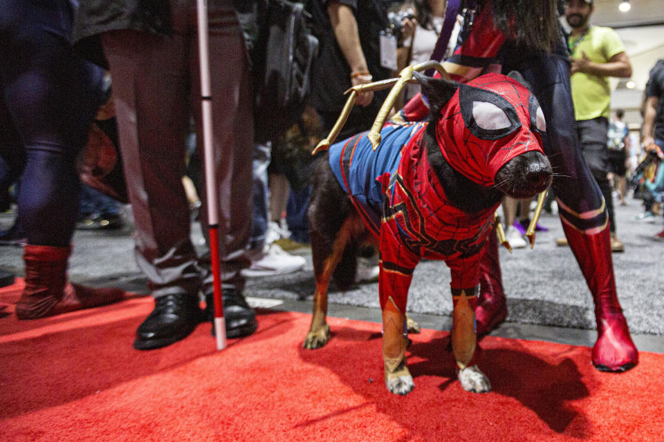 A dog dressed as Spider-Man.