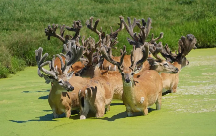 These white-tailed deer, photographed July 22 cooling in a pond, are among the more than 300 captive deer scheduled to be killed this month as part of a depopulation at Maple Hill Farms near Gilman, Wis. The action was ordered by state agriculture officials after chronic wasting disease was discovered at the farm in August, 2021.