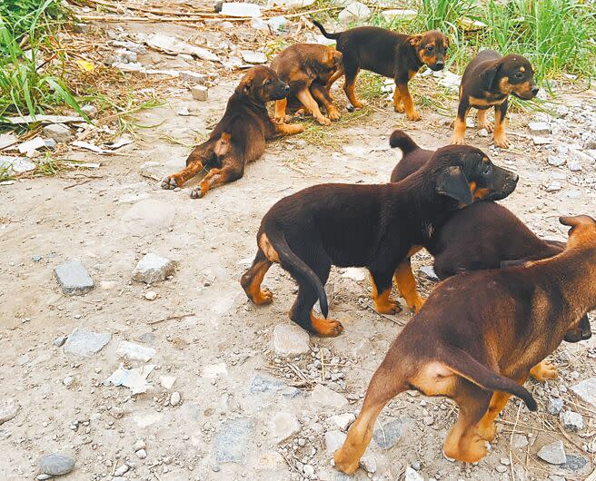 花蓮縣吉安鄉公所近日接獲不少投訴家犬未繫繩、狗便未清理及浪犬追吠路人，除了依法加強取締外，將進一步研擬裁罰及配套方案，公所呼籲飼主善盡對毛小孩的照護責任。（羅亦晽攝）