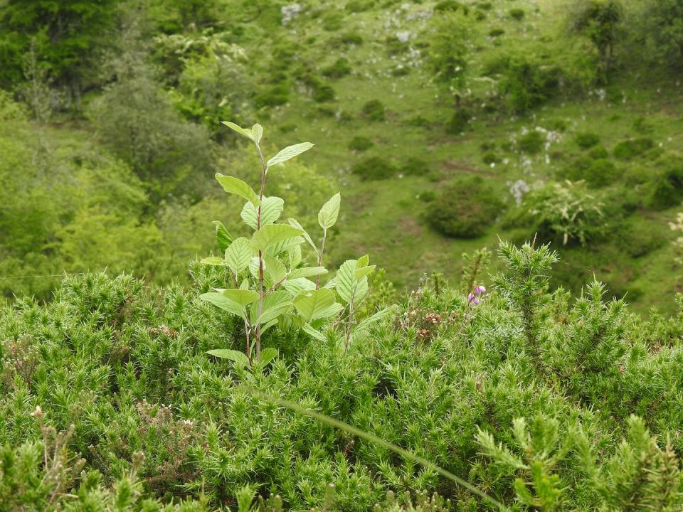 Brinzal de mostajo (<em>Sorbus aria</em>) creciendo protegido por tojos (<em>Ulex europaeus</em>). Daniel García García, Author provided