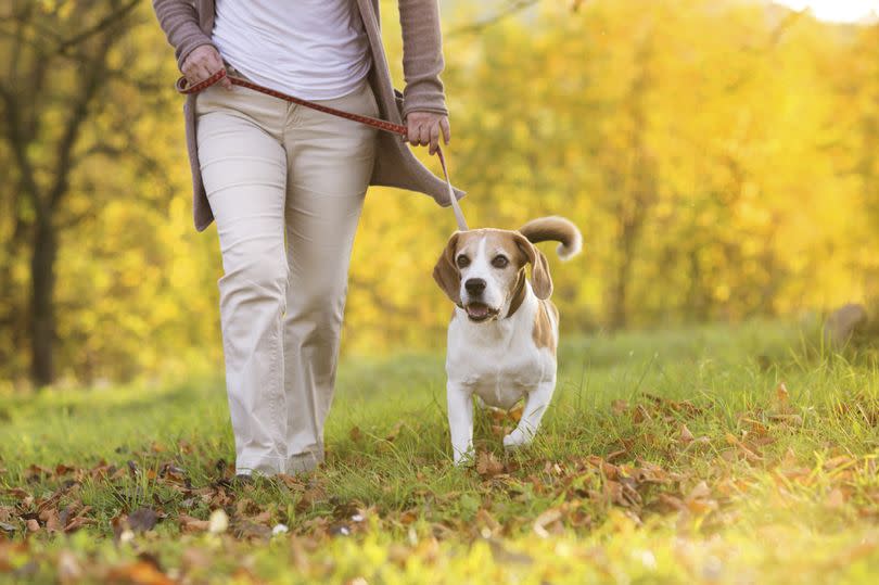 When walking dogs, owners are being warned to watch what they randomly eat - photo of dog being walked