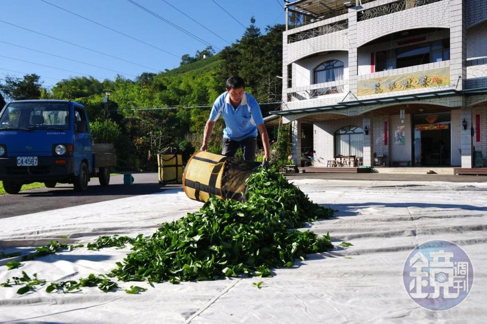 採青之後，製茶的第二道工序是日光萎凋。