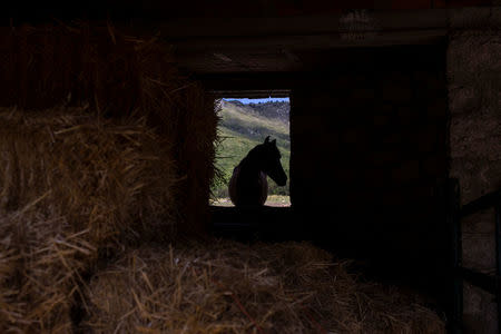 A horse belonging to Fernando Noailles stands near a barn in Guadalix de la Sierra, outside Madrid, Spain, May 31, 2016. REUTERS/Juan Medina