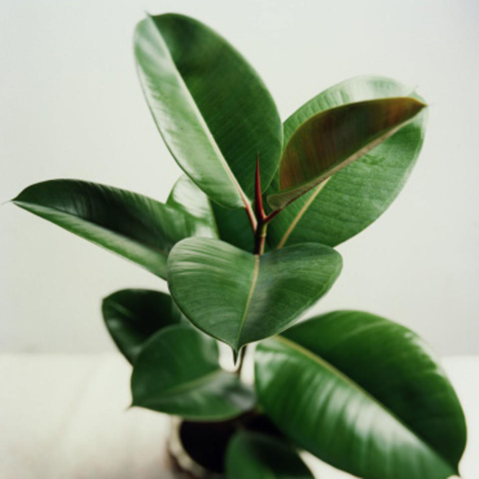 Feeling blue? You need more greenery in your life. Add these humble houseplants and take a relaxing breath of fresh air