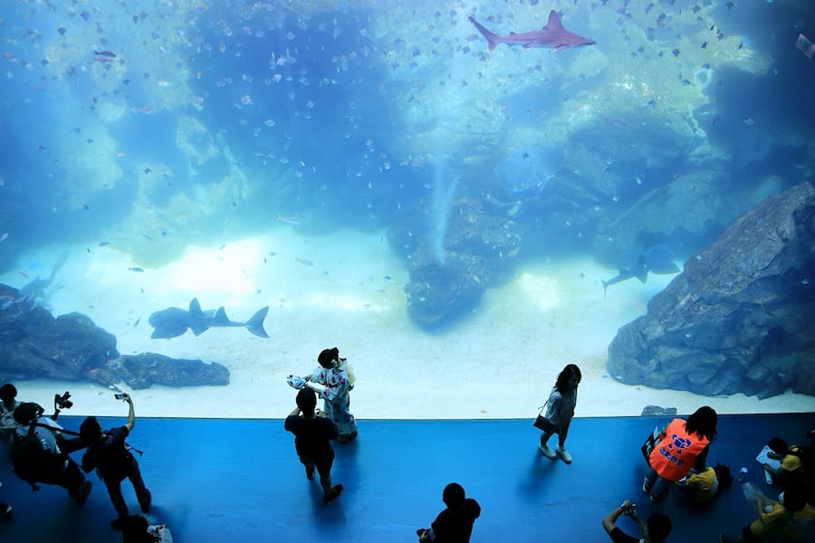 桃園水族館 Xpark 八景島水族館