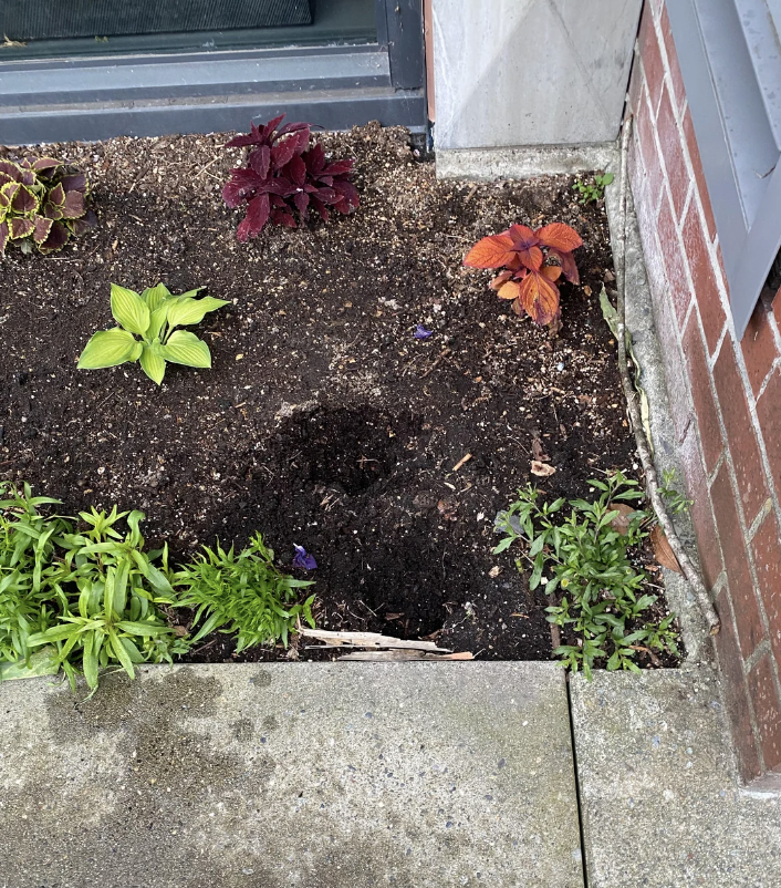 A dug-up patch in a garden bed beside various plants