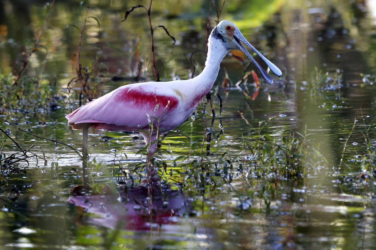 In this Tuesday, Oct. 29, 2019 file photo, a roseate spoonbill searches for food in a shallow wetland near Fort Myers, Fla. After nearly a century on its lofty perch, the northern mockingbird's days may be numbered as the state bird of Florida. The roseate spoonbill is one of several birds being considered for a new state bird. (AP Photo/Robert F. Bukaty, File)