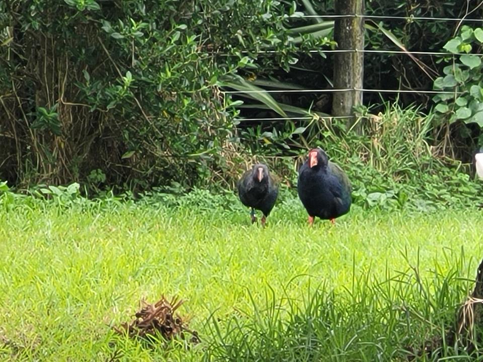 A juvenile with a parent bird at Motutapu in 2023. A fence in the background.