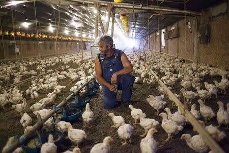 Chicken farmer Craig Watts looks over a flock of chickens in one of four chicken houses at C&A Farms in Fairmont, North Carolina June 11, 2014. REUTERS/Randall Hill