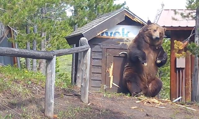 giant grizzly bear