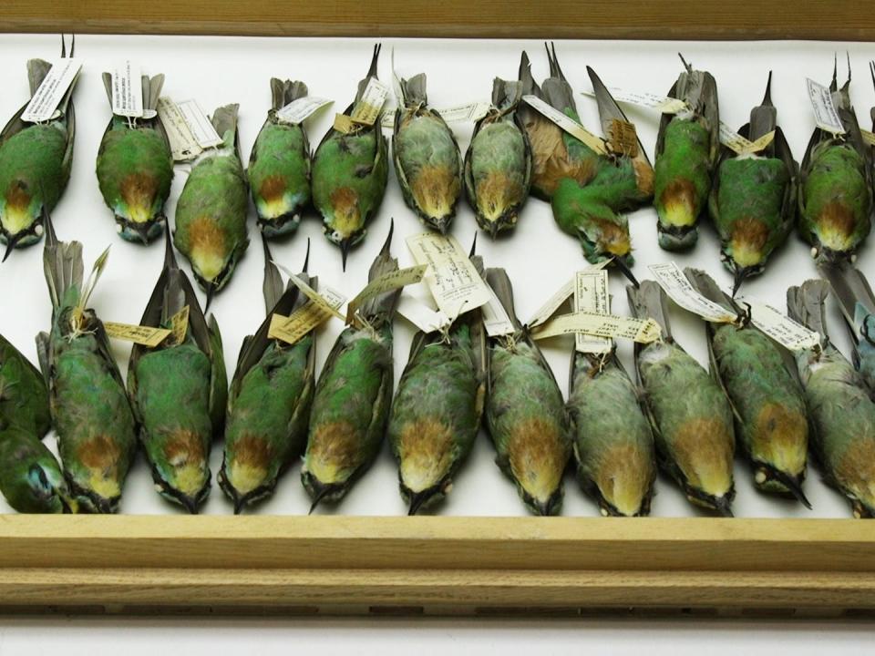 A drawer of blue-cheeked bee-eater birds.