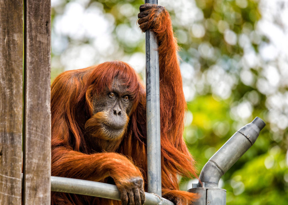 Oldest Sumatran Orangutan