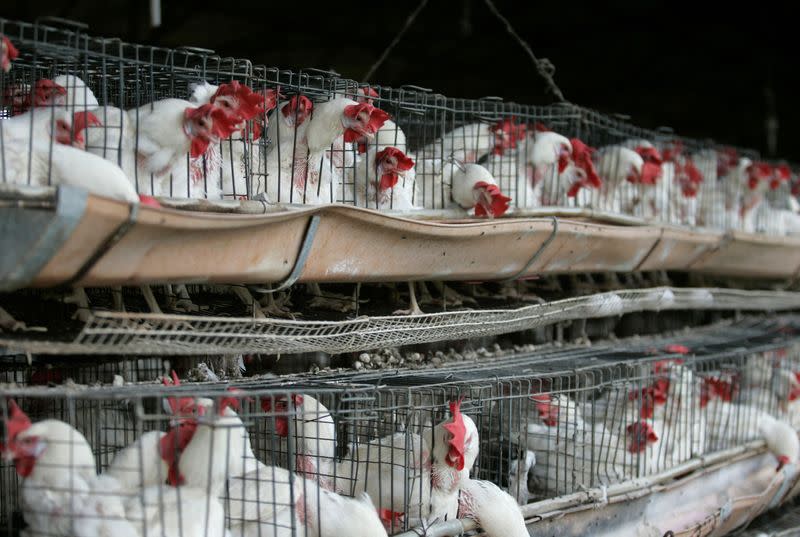 FOTO DE ARCHIVO: Pollos en corrales en una granja avícola en Tepatitlán, en las afueras de Guadalajara