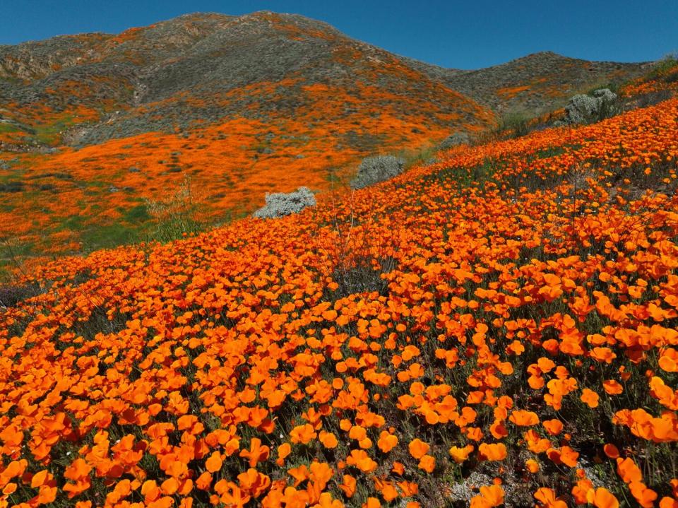 A close-up view of California Poppies and wild flowers blooming early in 2023.
