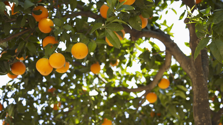 Orange tree with fruit