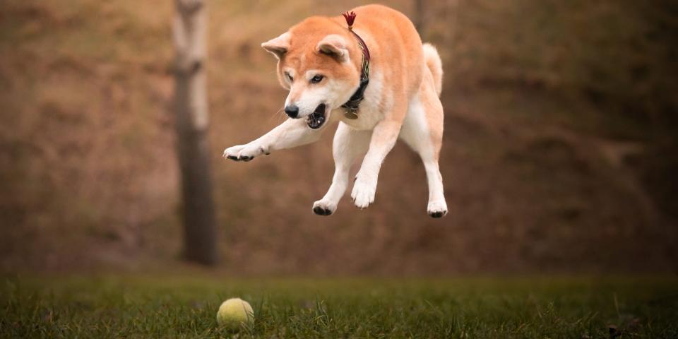 A Shiba Inu pouncing on a tennis ball.