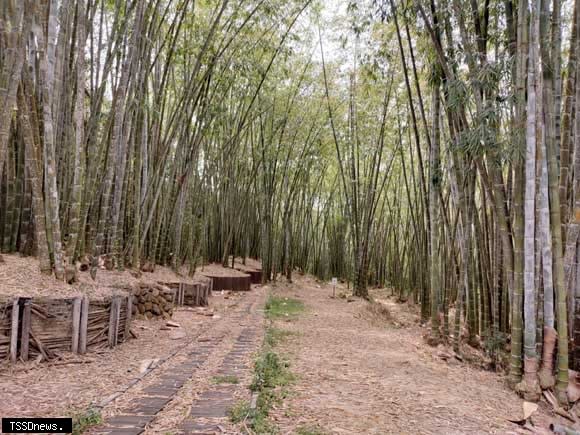 蓮華池的巨竹林，巨竹是世界最大的竹子。