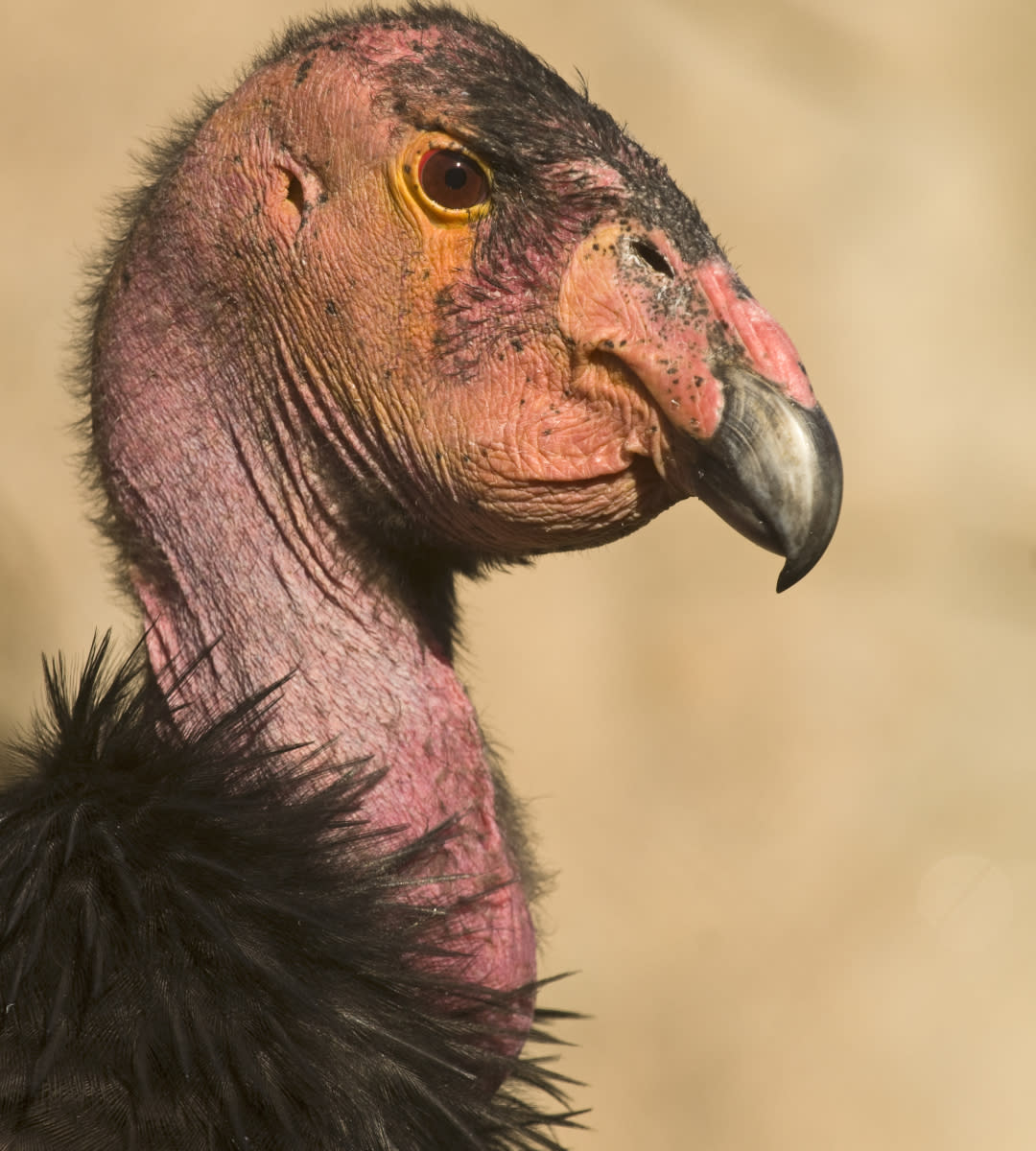 https://www.gettyimages.co.uk/detail/news-photo/california-condor-gymnogyps-californianus-in-wild-arizona-news-photo/1043691230?adppopup=true