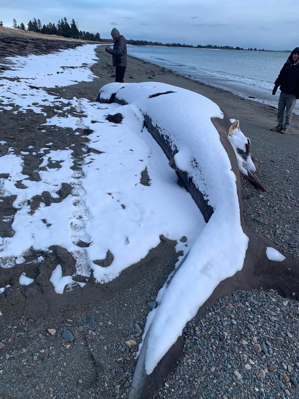 “It looks like a boulder on the beach. Didn't look like a shark from 20 feet away,” said filmmaker Catherine D’Aoust.