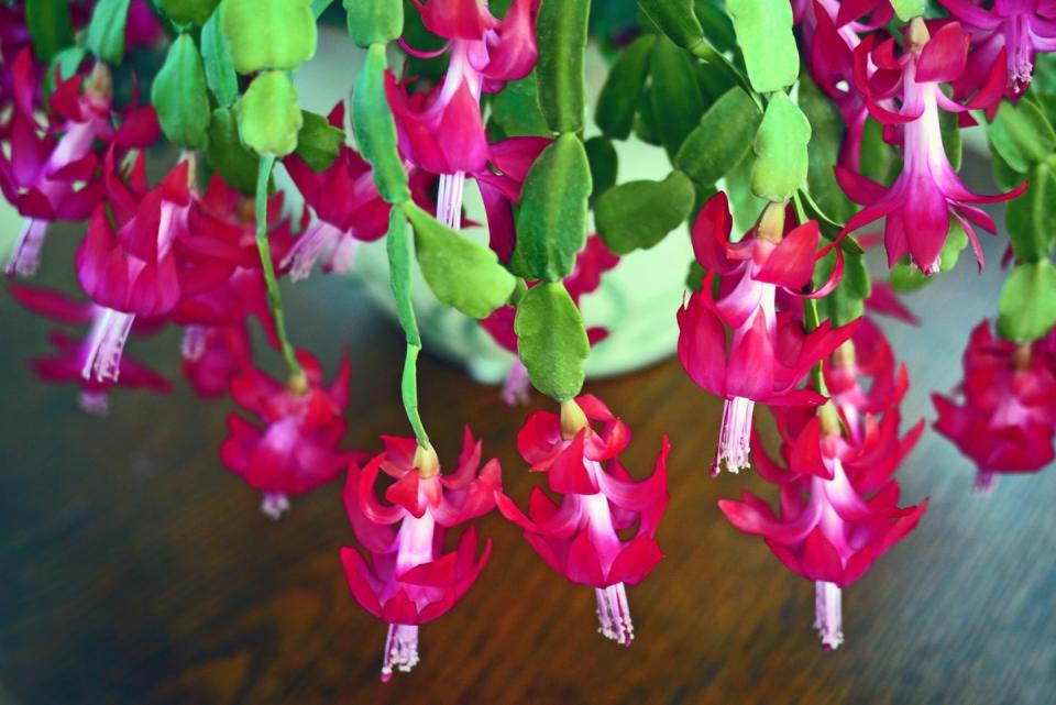 schlumbergera or christmas cactus with vibrant red flowers