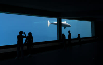 Beluga in underwater viewing area, Marineland 2023. Photo: World Animal Protection. (CNW Group/World Animal Protection)