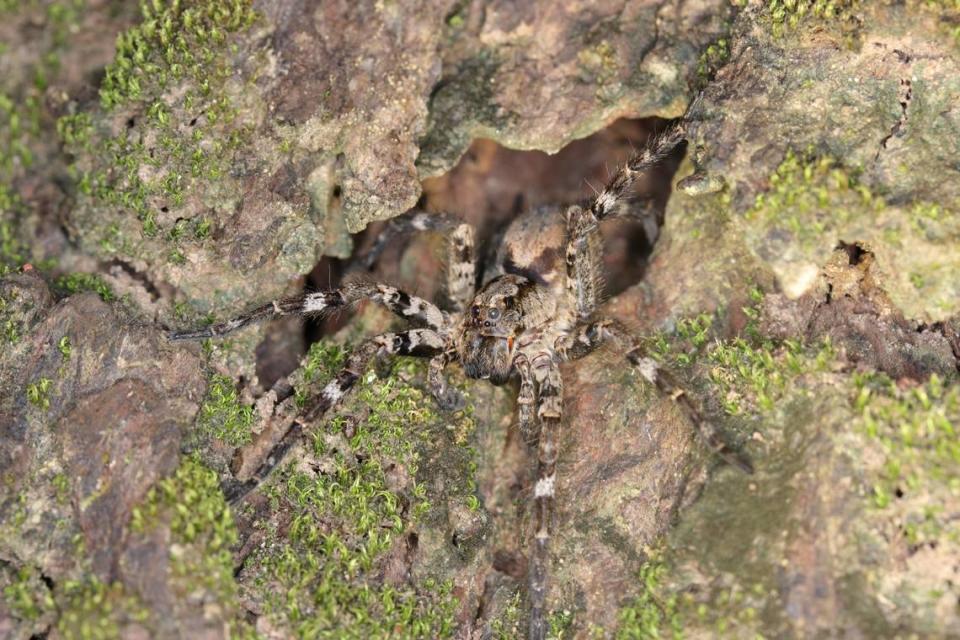 A Hogna arborea, or Taiwanese tree-dwelling wolf spider, looking out of a tree hole. Photo from Ying-Yuan Lo