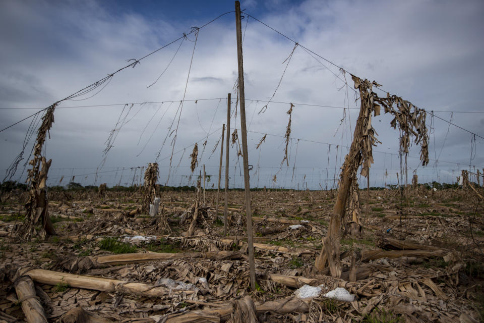 A banana plantation lays in ruins after last year's hurricanes Eta and Iota in La Lima, on the outskirts of San Pedro Sula, Honduras, Wednesday, Jan. 13, 2021. The Sula Valley, Honduras’ most agriculturally productive, was so heavily damaged that international organizations have warned of a food crisis. (AP Photo/Moises Castillo)