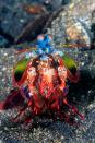 <p>The peacock mantis shrimp, a relative of crabs and lobsters, throws a punch at 50 mph, which is faster than a .22 caliber bullet. It uses its punch to impale soft-bodied prey like fish. And since it lives in overcrowded and competitive rock crevices, researchers believe it developed this strength to out-maneuver other hunters.</p>