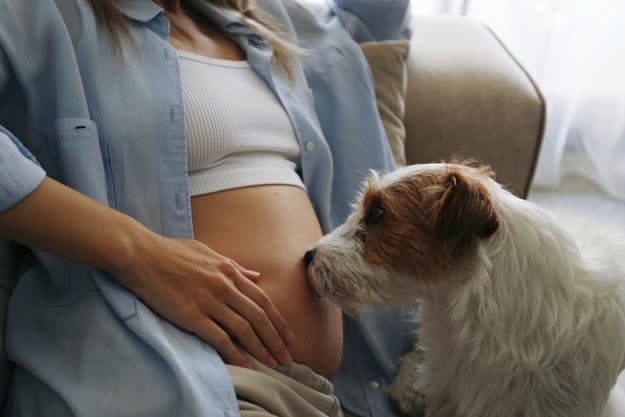 A pregnant woman sits on a couch, her dog curiously sniffs her baby bump