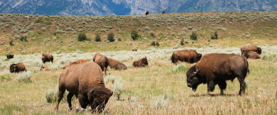 Buffalo Grazing - Yellowstone Bison - National Park Wyoming