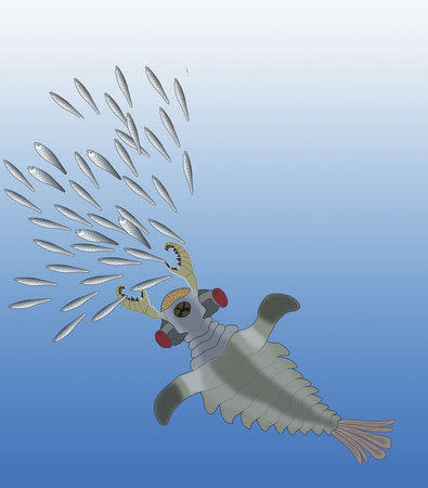 An artist's impression of a Lyrarapax unguispinus, one of the species of the world's first predators, the anomalocaridids, chasing primitive fishes that also existed in the Lower Cambrian Period, is seen in this undated handout illustration courtesy of the University of Arizona. Researchers on July 16, 2014 described fossilized remains unearthed in China showing in fine detail the brain structures of a bizarre group of sea creatures that were the top predators more than half a billion years ago. REUTERS/Nicholas Strausfeld/University of Arizona/Handout via Reuters