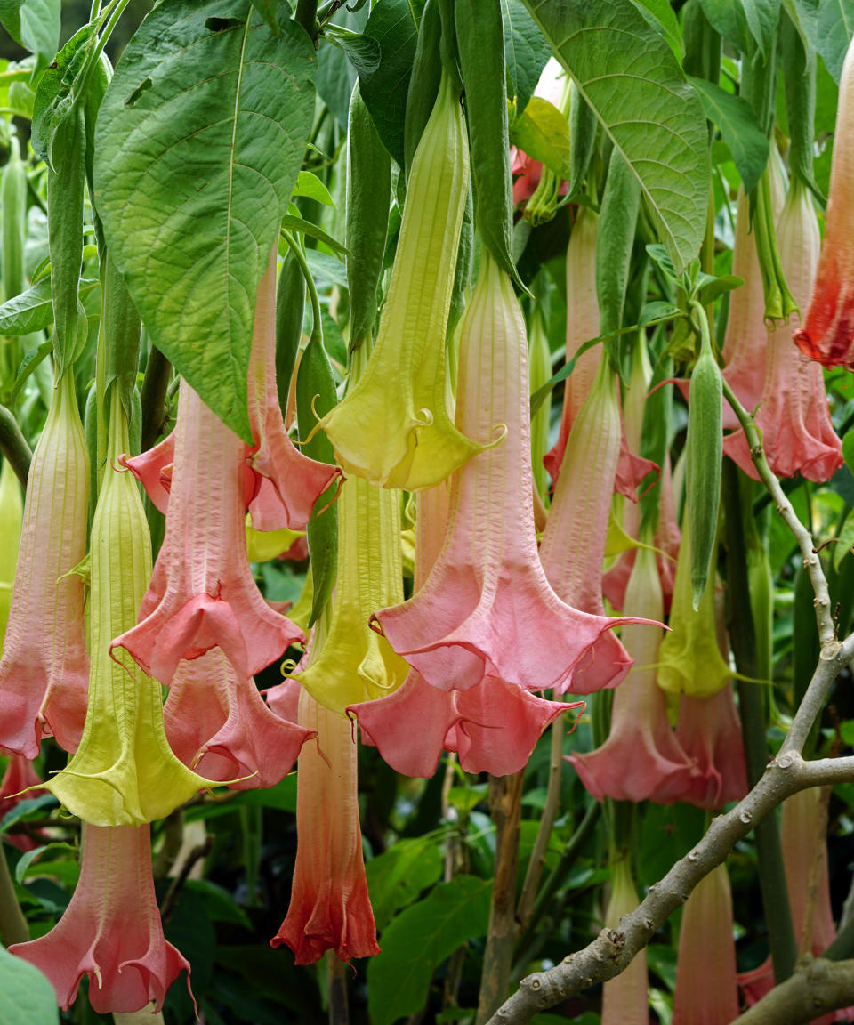 Brugmansia