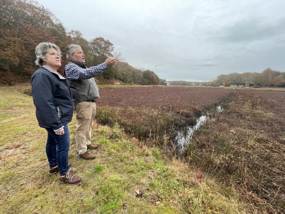 A plan to return 78 acres of cranberry bogs in Marstons Mills to natural wetlands is underway with a $1.6 million grant to the Barnstable Clean Water Coalition from the state Executive Office of Energy and Environmental Affairs. Coalition Executive Director Zenas Crocker and Director of Operations Heather Rockwell discuss the plan in November.