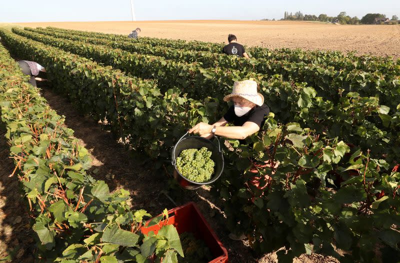 FILE PHOTO: A grape picker wearing a face mask works during the wine harvest at the Domaine du Chant D'Eole vineyard in Quevy-le-Grand, Belgium