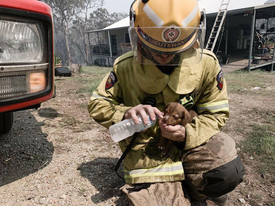 QFES lieutenant Blake Hyland helps a puppy during Queensland’s bushfires in Baffle Creek. Source: Facebook/QFES