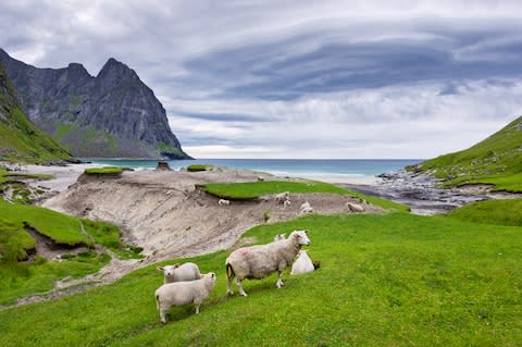 Share the beach with sheep in Norway - Credit: Michael Krutzenbichler, 2017/daitoZen