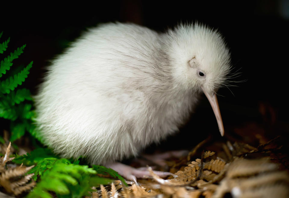 Rare Kiwi Chick Moves Into Outdoor Enclosure