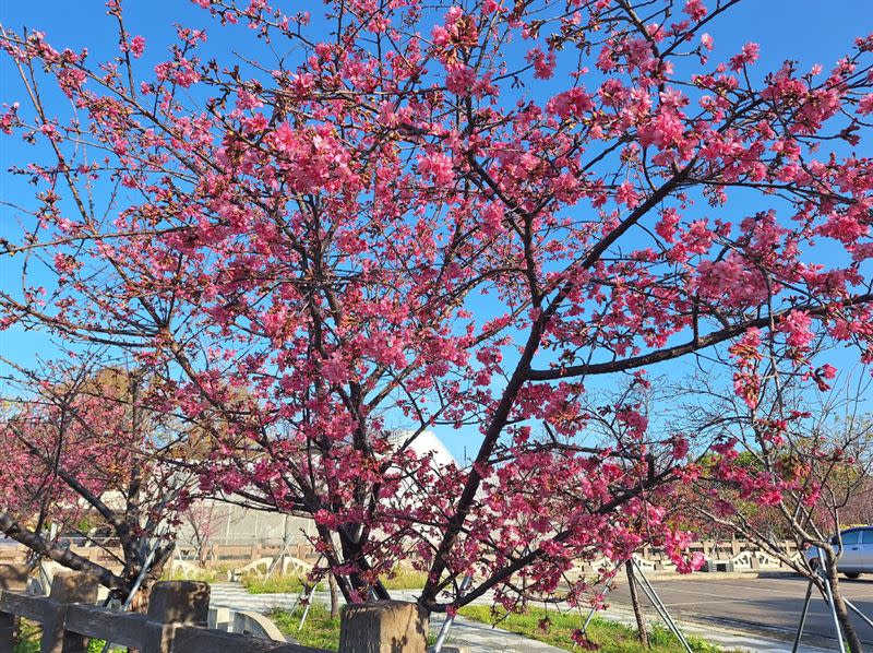 泰安櫻花季2/25開跑，泰安派出所公布最新花況，目前山櫻花已滿開。(圖／翻攝自泰安派出所臉書)