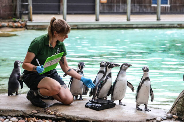 Erdmännchen auf der Waage, Tiger am Maßband: Inventur im Londoner Zoo