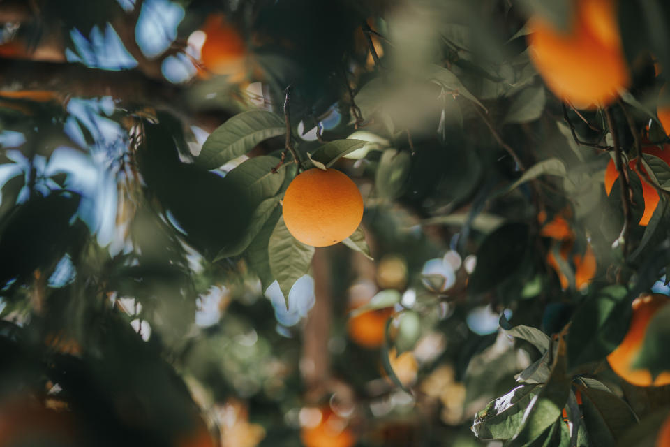 Orange tree photo taken in Portugal, Elvas. (PHOTO: Getty Images)