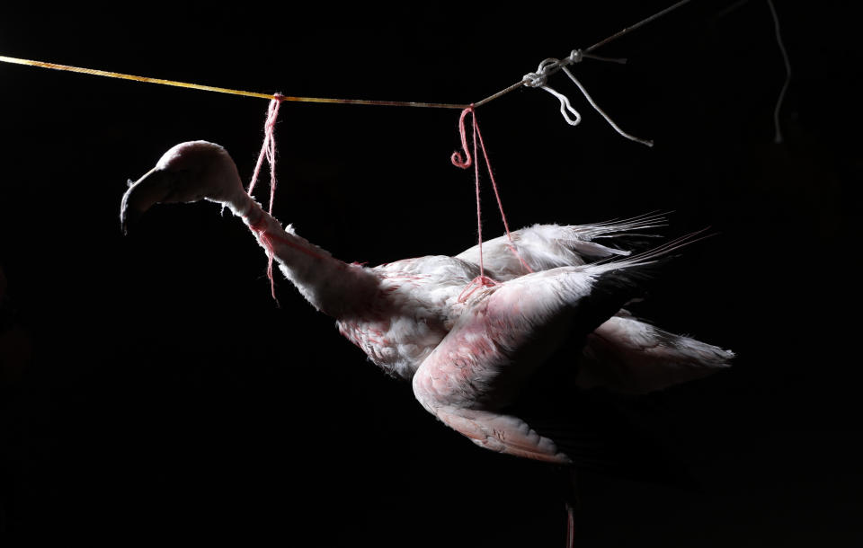 A stuffed flamingo hangs in the home of Mayor Rufino Choque in the Urus del Lago Poopo Indigenous community, in Punaca, Bolivia, Sunday, May 23, 2021. For many generations, the homeland of the Uru wasn't land at all: It was the brackish waters of Lake Poopo. Choque said the Uru - "people of the water" - began settling on the lakeshore several decades ago as the lake began to shrink. (AP Photo/Juan Karita)