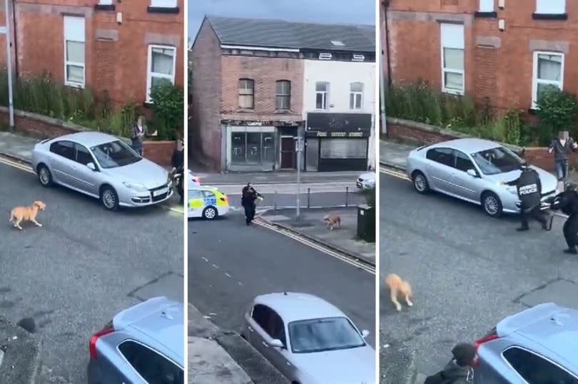 Footage of the moment officers shot the animal has been shared widely on social media