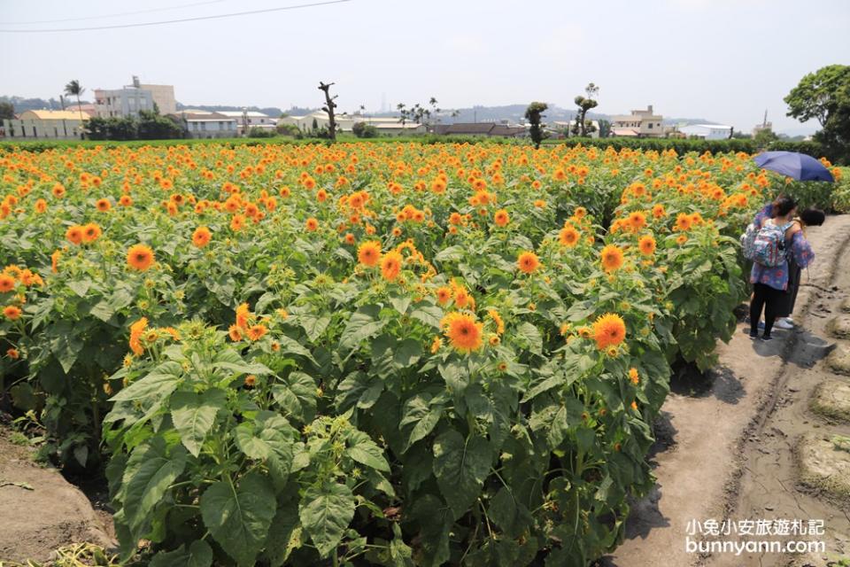 苗栗一日遊