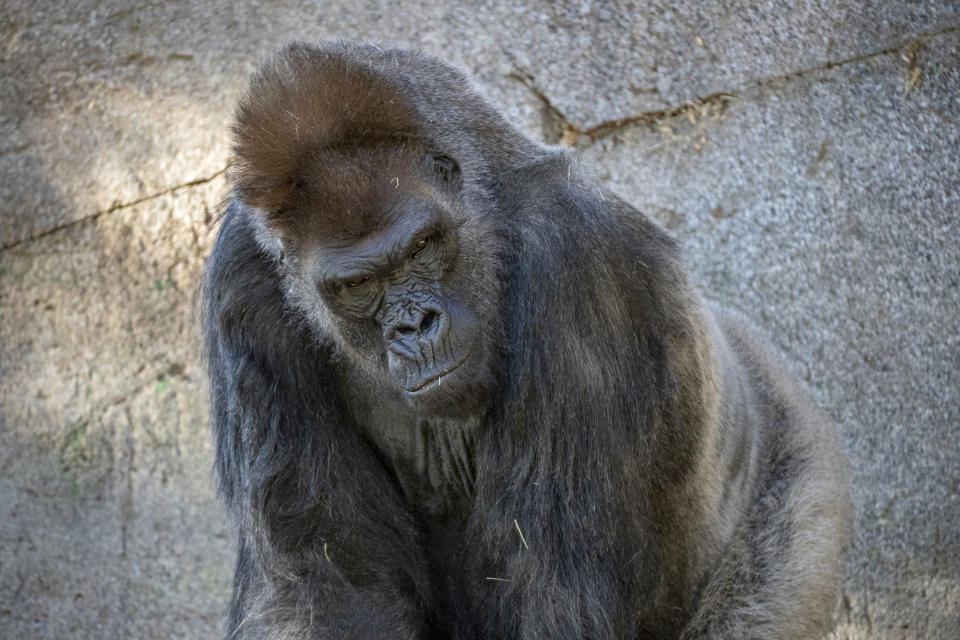 In this January 2021 photo provided by the San Diego Zoo, Winston, a silverback gorilla at the San Diego Zoo, is shown in his enclosure at the San Diego Zoo Safari Park in Escondido, Calif. He is one of several gorillas at the San Diego Zoo Safari Park that are expected to make a full recovery weeks after testing positive for the coronavirus, including one who received antibody treatment. Safari Park executive director Lisa Peterson said the eight western lowland gorillas were likely exposed by a zookeeper who tested positive for COVID-19 in early January. (Ken Bohn/San Diego Zoo Global via AP)