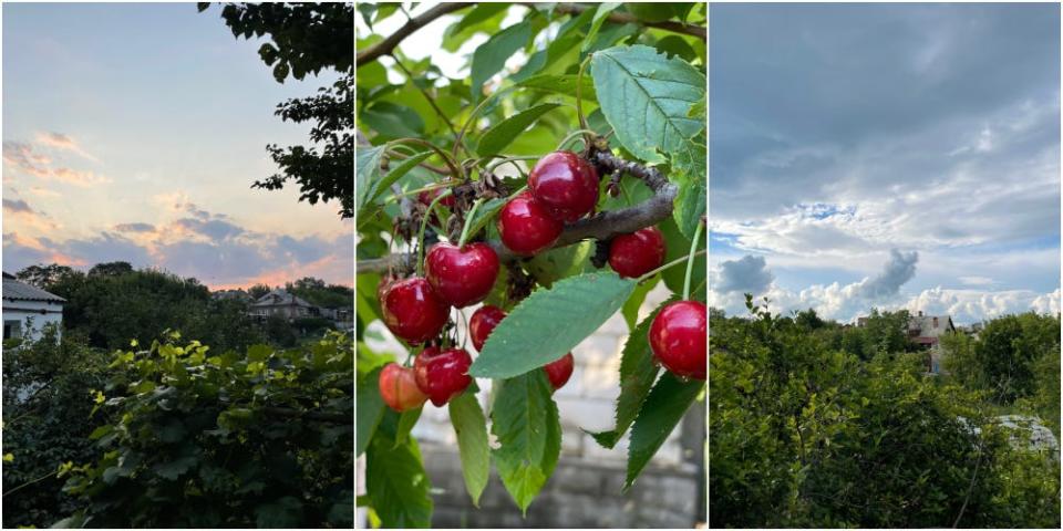 A composite image of three photos from Vladimir Epik's garden in Bakhmut, showing, in the centre, a close-up of ripe cherries on the tree; and two views of small homes nestled amongst greenery under skies that are alternately blue and clouded, and flushed with rose tints.