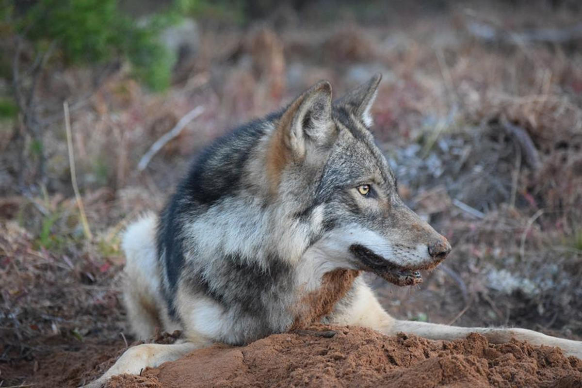 A gray wolf is shown in Marquette County.