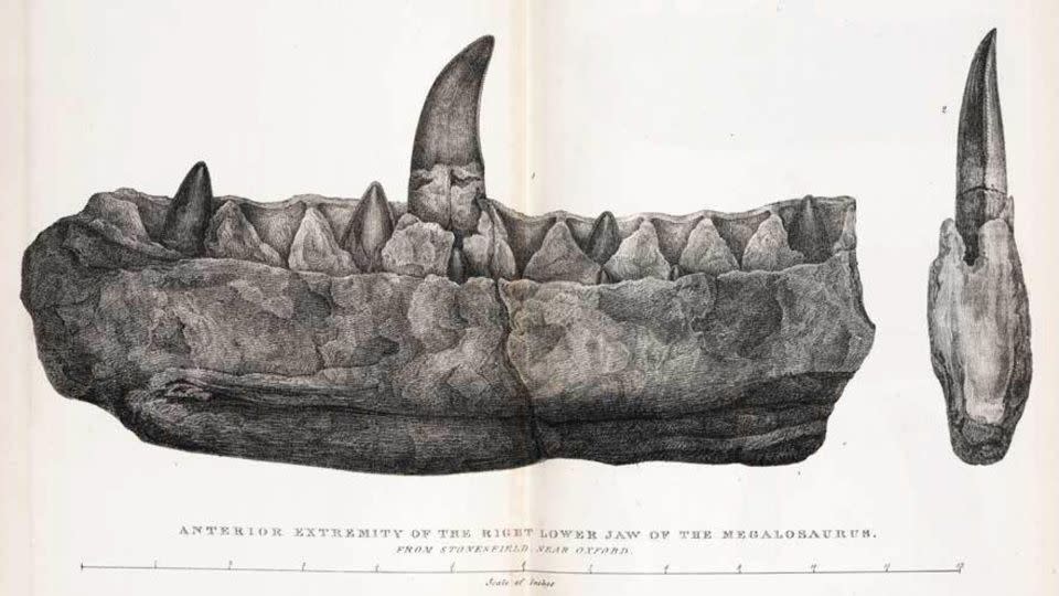 An engraving of the Megalosaurus jaw based on drawings by Mary Morland from 1824's 